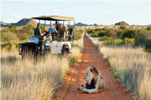 Places to Have A Great Safari Experience